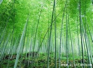 中國第一竹海_金壇到宜興旅游價格